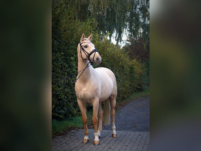 Warmblood polaco Caballo castrado 11 años 165 cm Palomino in Gehrden