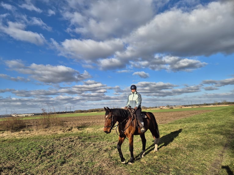 Warmblood polaco Caballo castrado 11 años 166 cm Castaño in Haßloch
