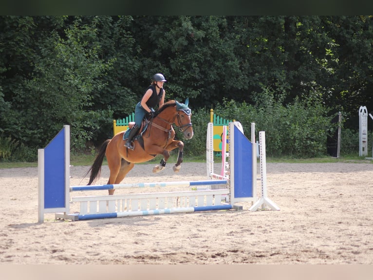 Warmblood polaco Caballo castrado 11 años 168 cm Castaño in Schwabach