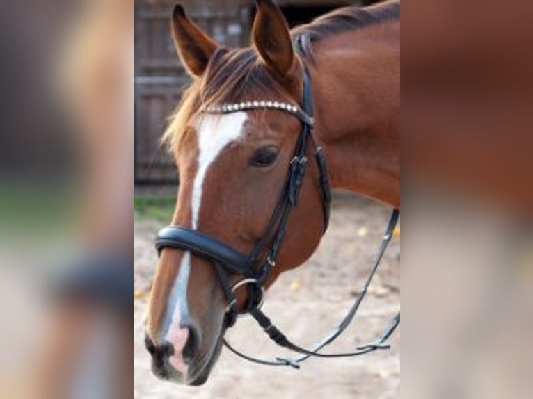 Warmblood polaco Caballo castrado 11 años 168 cm Castaño in Schwabach