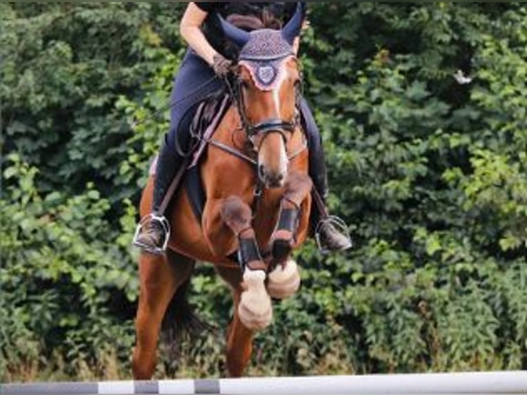 Warmblood polaco Caballo castrado 11 años 168 cm Castaño in Schwabach