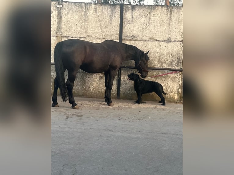 Warmblood polaco Caballo castrado 11 años 170 cm Negro in Wahlitz