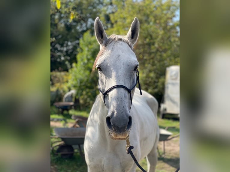 Warmblood polaco Caballo castrado 11 años 170 cm Tordo picazo in Budenheim