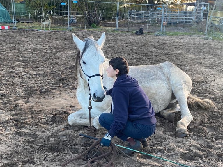 Warmblood polaco Caballo castrado 11 años 170 cm Tordo picazo in Budenheim