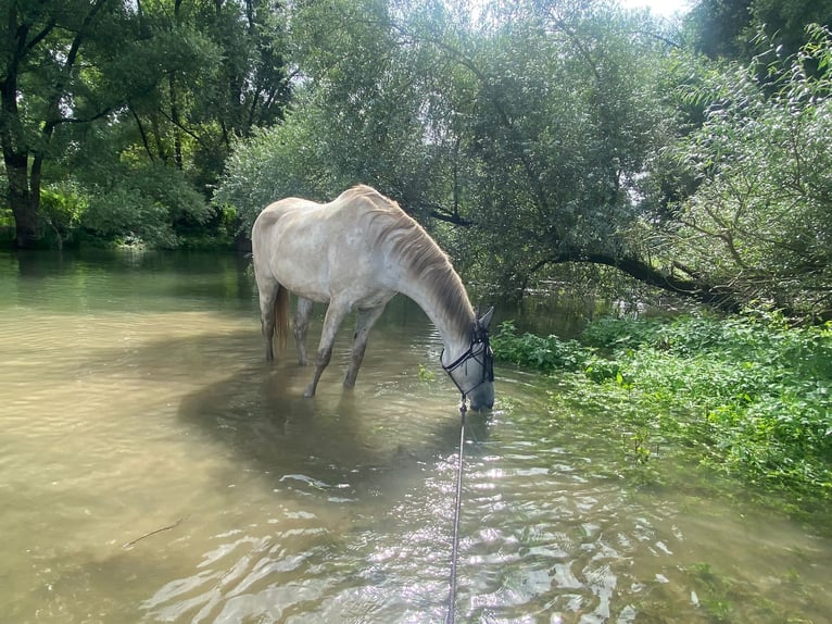 Warmblood polaco Caballo castrado 11 años 170 cm Tordo picazo in Budenheim