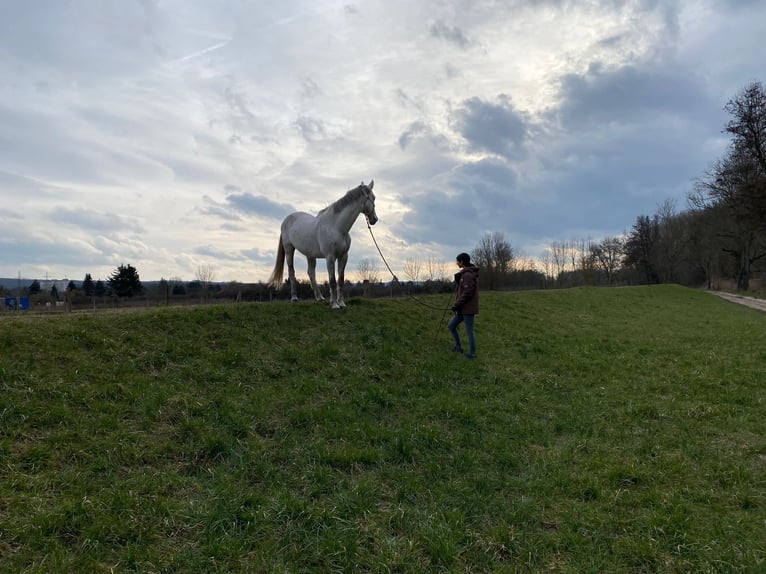 Warmblood polaco Caballo castrado 11 años 170 cm Tordo picazo in Budenheim