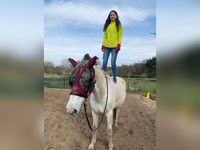 Warmblood polaco Caballo castrado 11 años 170 cm Tordo picazo in Budenheim