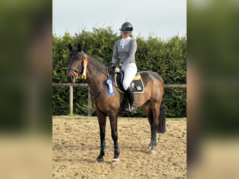 Warmblood polaco Caballo castrado 11 años 172 cm Castaño oscuro in Biebergemünd