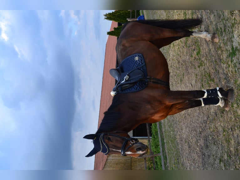 Warmblood polaco Caballo castrado 11 años 180 cm Castaño oscuro in Sprockhövel