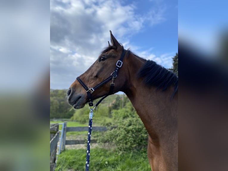 Warmblood polaco Caballo castrado 11 años 180 cm Castaño oscuro in Sprockhövel