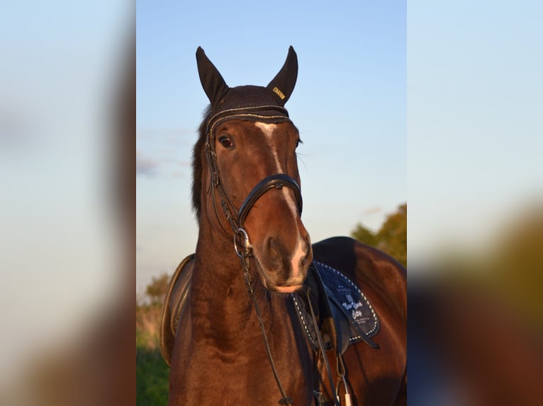 Warmblood polaco Caballo castrado 11 años 180 cm Castaño oscuro in Sprockhövel