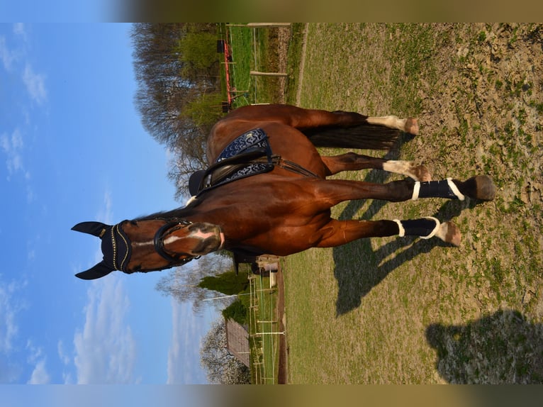 Warmblood polaco Caballo castrado 11 años 180 cm Castaño oscuro in Sprockhövel