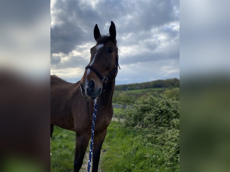 Warmblood polaco Caballo castrado 11 años 180 cm Castaño oscuro in Sprockhövel