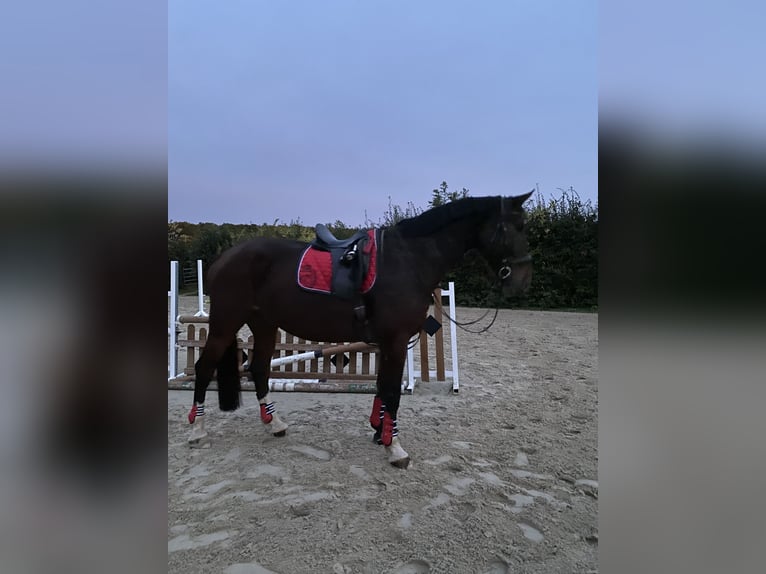 Warmblood polaco Caballo castrado 11 años 180 cm Castaño oscuro in Sprockhövel