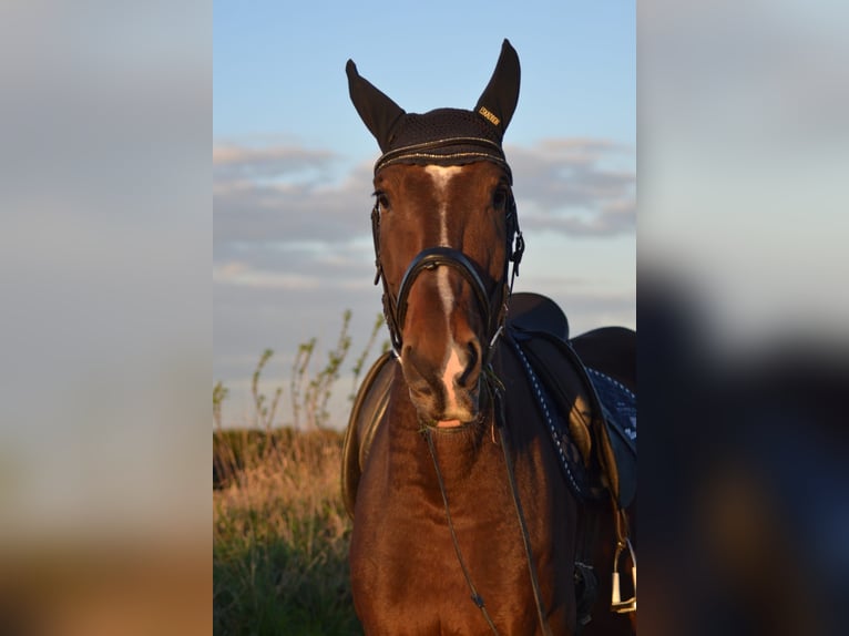 Warmblood polaco Caballo castrado 11 años 180 cm Castaño oscuro in Sprockhövel