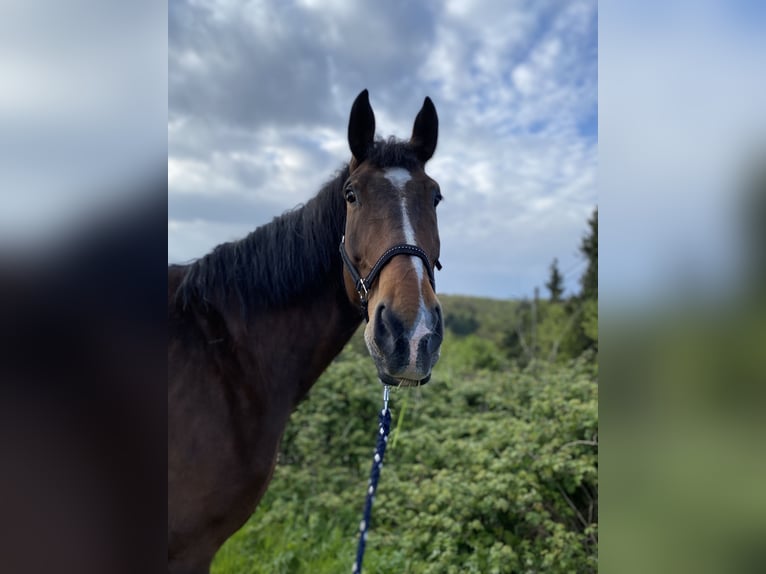 Warmblood polaco Caballo castrado 11 años 180 cm Castaño oscuro in Sprockhövel