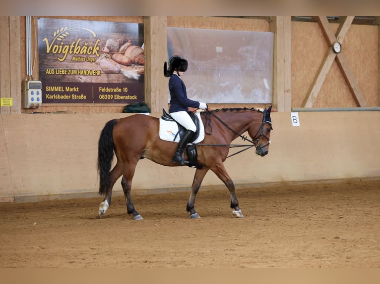 Warmblood polaco Caballo castrado 12 años 158 cm Castaño in Eibenstock