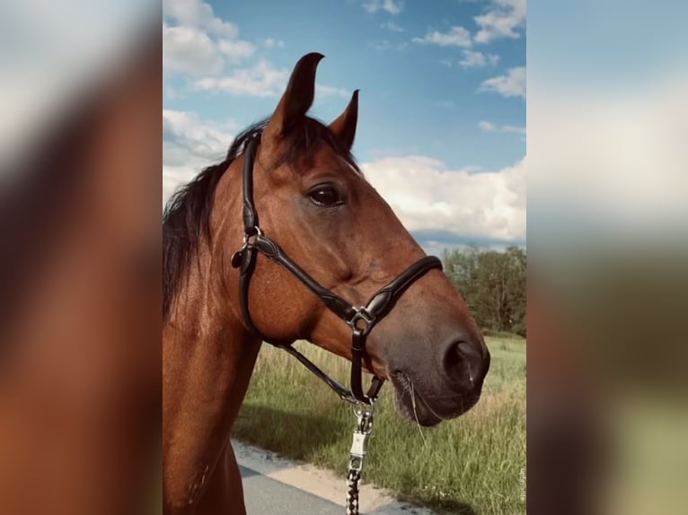 Warmblood polaco Caballo castrado 12 años 158 cm Castaño in Eibenstock