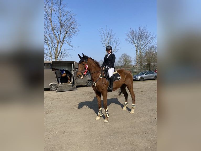 Warmblood polaco Caballo castrado 12 años 164 cm Alazán in Rastede