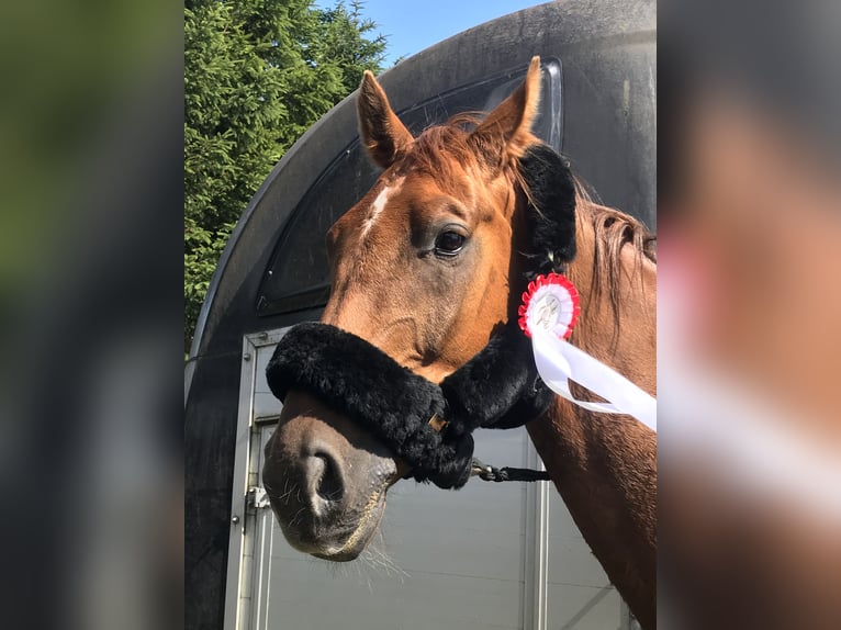 Warmblood polaco Caballo castrado 12 años 164 cm Alazán in Rastede