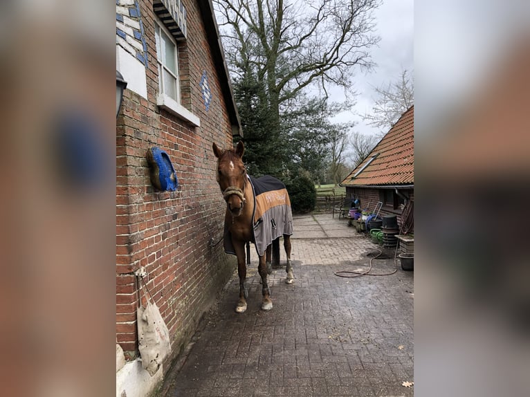 Warmblood polaco Caballo castrado 12 años 164 cm Alazán in Rastede