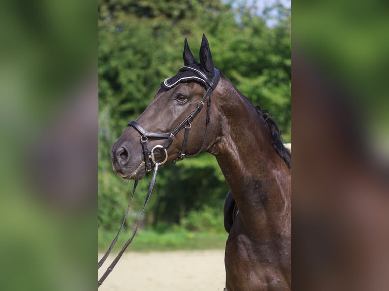 Warmblood polaco Caballo castrado 12 años 165 cm Negro in Ingolstadt