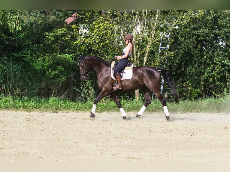 Warmblood polaco Caballo castrado 12 años 165 cm Negro in Ingolstadt