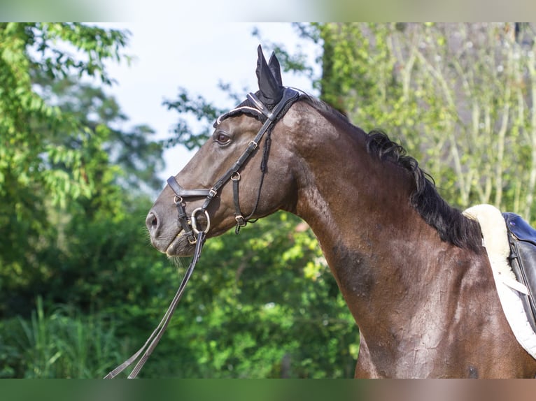 Warmblood polaco Caballo castrado 12 años 165 cm Negro in Ingolstadt