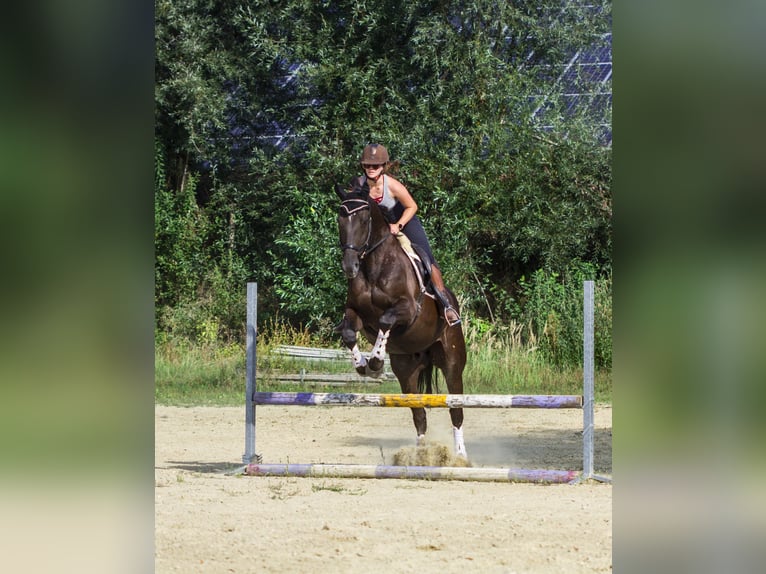 Warmblood polaco Caballo castrado 12 años 165 cm Negro in Ingolstadt