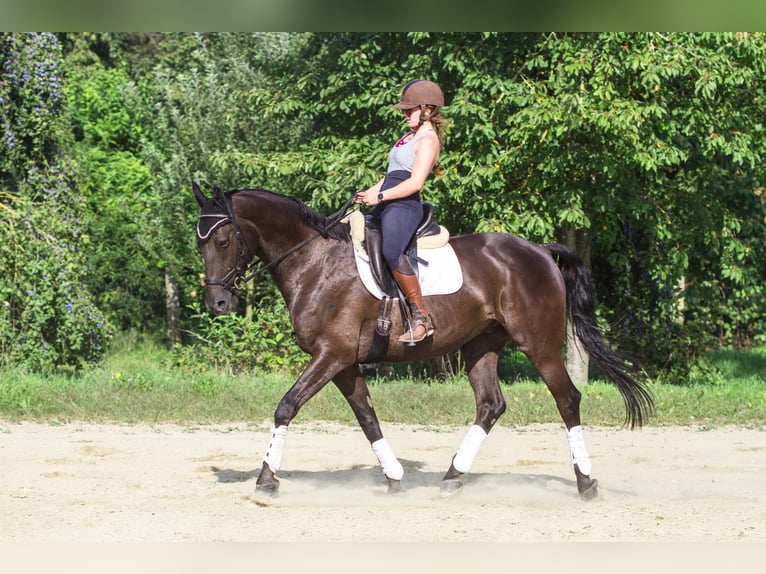 Warmblood polaco Caballo castrado 12 años 165 cm Negro in Ingolstadt