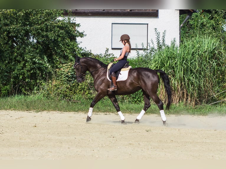 Warmblood polaco Caballo castrado 12 años 165 cm Negro in Ingolstadt