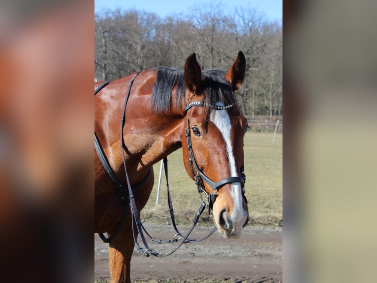 Warmblood polaco Caballo castrado 12 años 173 cm Castaño in Gotha