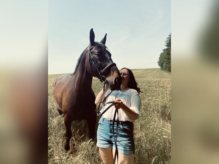 Warmblood polaco Caballo castrado 13 años 163 cm Castaño oscuro in Bad Abbach