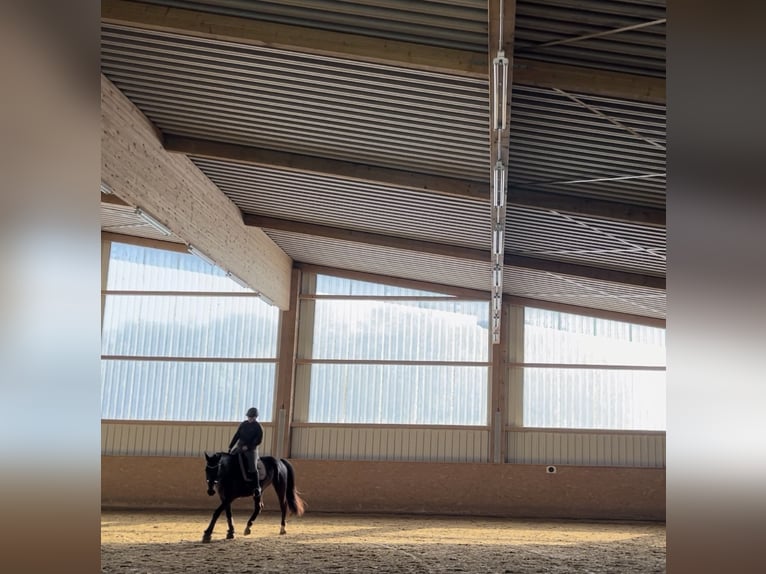 Warmblood polaco Caballo castrado 13 años 163 cm Castaño oscuro in Bad Abbach