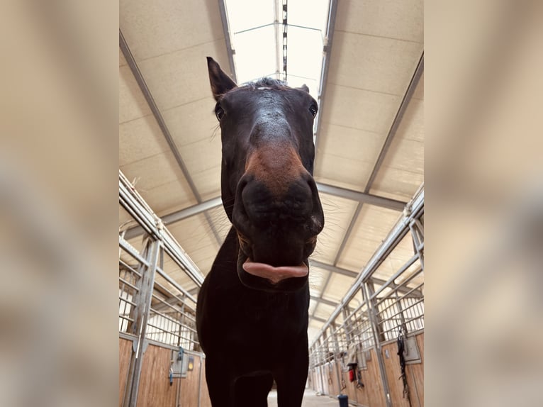 Warmblood polaco Caballo castrado 13 años 163 cm Castaño oscuro in Bad Abbach