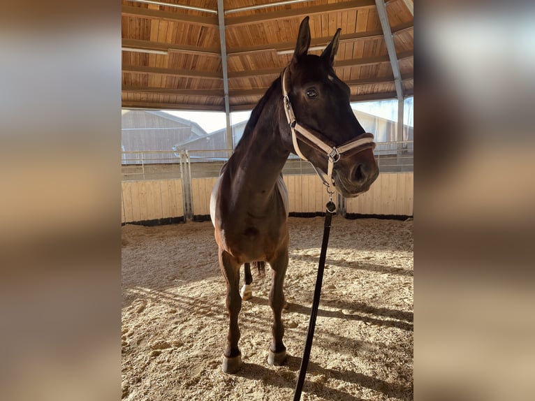 Warmblood polaco Caballo castrado 13 años 163 cm Castaño oscuro in Bad Abbach