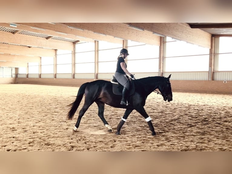 Warmblood polaco Caballo castrado 13 años 163 cm Castaño oscuro in Bad Abbach