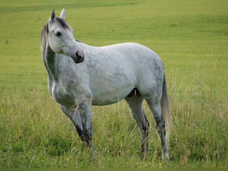 Warmblood polaco Caballo castrado 13 años 163 cm Tordillo negro in Efringen-Kirchen