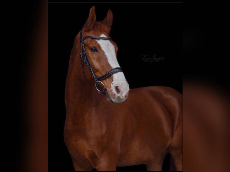 Warmblood polaco Caballo castrado 13 años 168 cm Alazán in Nittenau