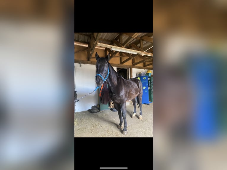 Warmblood polaco Caballo castrado 13 años 170 cm Negro in Wassertrüdingen