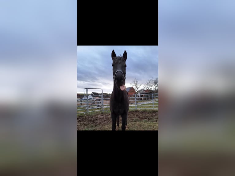 Warmblood polaco Caballo castrado 13 años 170 cm Negro in Wassertrüdingen