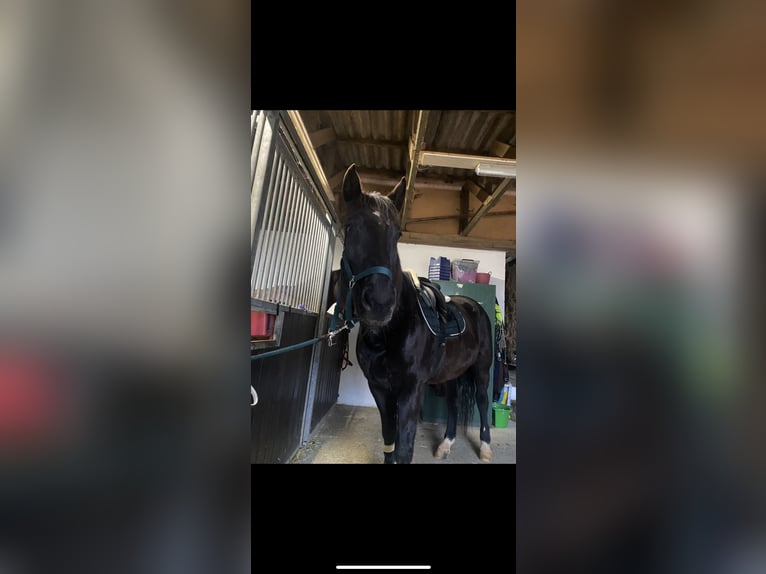 Warmblood polaco Caballo castrado 13 años 170 cm Negro in Wassertrüdingen