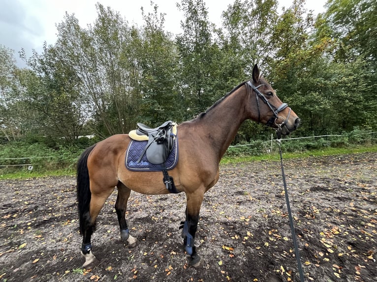 Warmblood polaco Caballo castrado 13 años 172 cm Castaño in Silberstedt