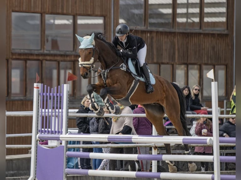 Warmblood polaco Caballo castrado 13 años 173 cm Castaño in České Budějovice