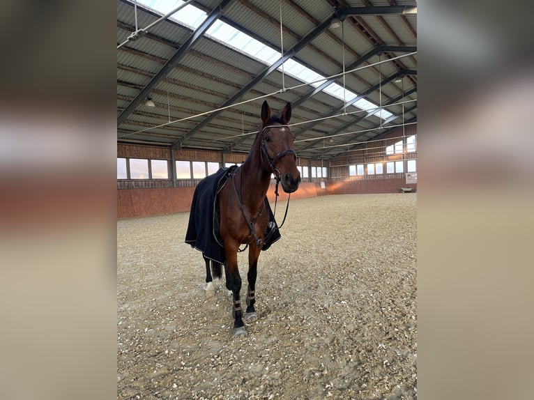 Warmblood polaco Caballo castrado 13 años 174 cm Castaño in Hluboká nad Vltavou