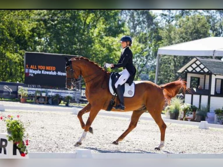 Warmblood polaco Caballo castrado 14 años 172 cm Alazán-tostado in Biała Podlaska