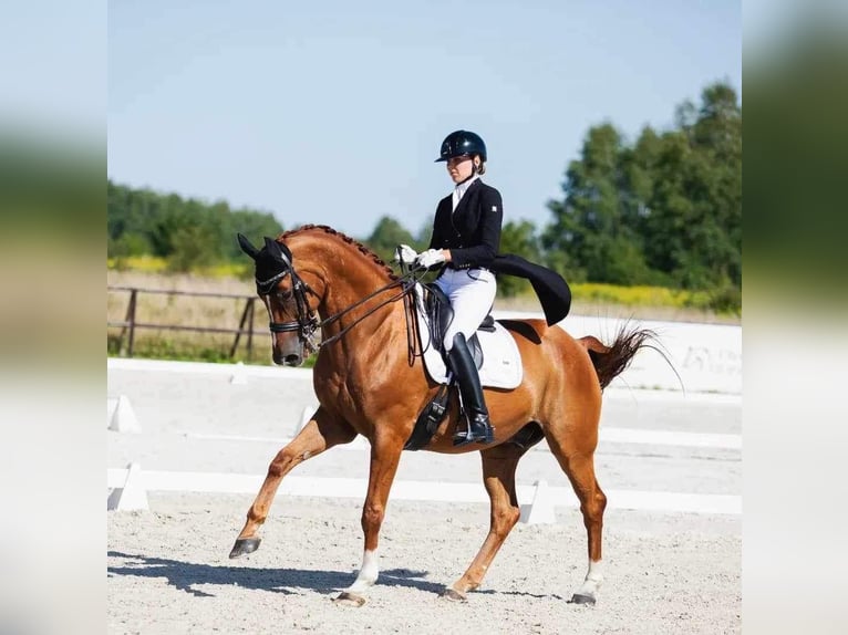 Warmblood polaco Caballo castrado 14 años 172 cm Alazán-tostado in Biała Podlaska