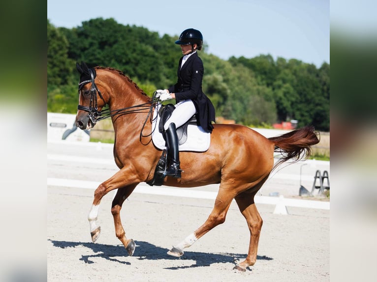 Warmblood polaco Caballo castrado 14 años 172 cm Alazán-tostado in Biała Podlaska