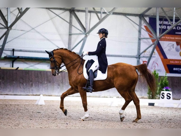 Warmblood polaco Caballo castrado 14 años 172 cm Alazán-tostado in Biała Podlaska