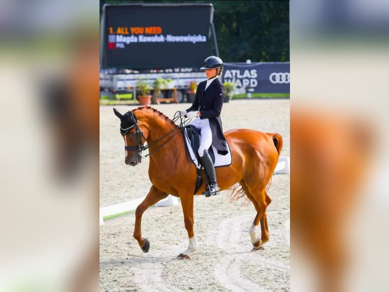 Warmblood polaco Caballo castrado 14 años 172 cm Alazán-tostado in Biała Podlaska